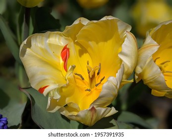 This Is An Early Yellow-white Tulip (glass Lamp Shade)  With Red Veins