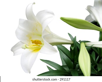 This Is An Easter Lilly Isolated On  A White Background.