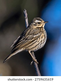 This elegant close-up features a small, finely striped brown bird perched delicately on a thin branch, standing out against a softly blurred, cool blue background.