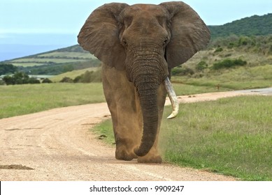 This Elephant is known for his bad temper
