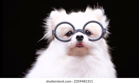 In this endearing image, a charming white dog captures hearts with its undeniable cuteness, further enhanced by a pair of round spectacles perched atop its adorable snout.