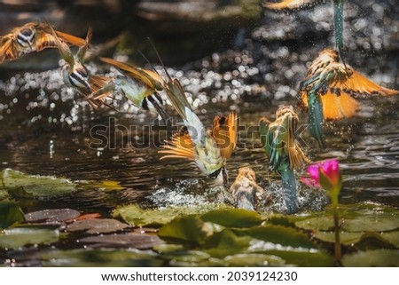 This epic burst composite sequence photograph captures an active and playful bird flying in and out of beautiful, serene lily pond wanters.
