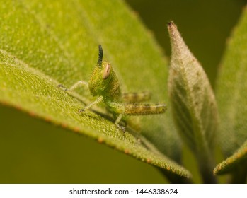 This epic macro image shows an interesting looking, very tiny green baby grasshopper nymph insect bug on a green leaf.