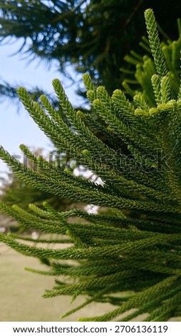 This evergreen tree is not a true pine, but a conifer native to Norfolk Island in the South Pacific. 