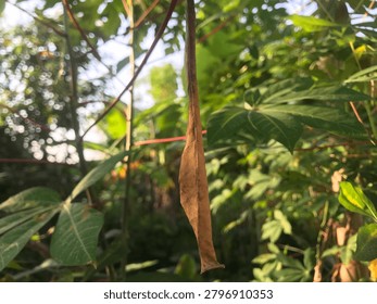 This evocative image captures the quiet, melancholic beauty of a wilting cassava leaf. Each drooping vein and curled edge tells a story of the natural cycle of life, transitioning from vibrant green to rich, earthy textures. The play of natural light emphasizes the intricate details of the decaying surface, transforming a simple garden element into a compelling study of organic change and texture. Perfect for themes related to sustainability, the beauty of decay, agricultural cycles, or minimalist botanical art, this photograph offers a raw, authentic perspective on nature’s graceful surrender.