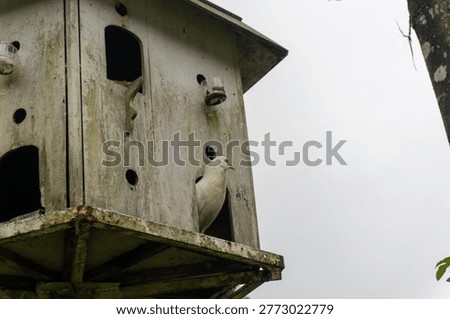 This evocative image features a white domestic pigeon peering curiously from the arched entryway of a rustic, weathered wooden dovecote. The multi-story birdhouse, showing a natural patina of age and moss, stands against a soft, overcast sky, creating a moody and tranquil atmosphere. The composition highlights the contrast between the pristine white feathers of the bird and the textured, grey-toned wood of its sanctuary. This photograph captures a moment of quiet life in a rural or park-like setting, emphasizing themes of shelter, nature, and avian behavior. The low-angle perspective adds a sense of scale to the birdhouse, making it a focal point for viewers interested in wildlife photography, traditional animal husbandry, or garden aesthetics.
