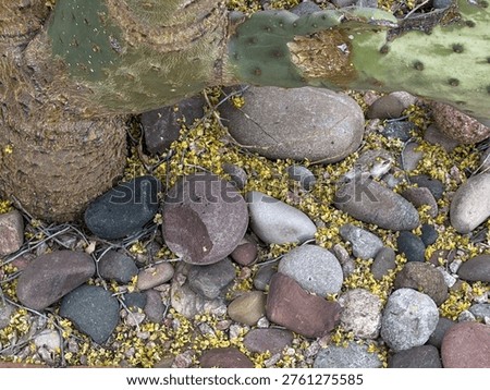 This evocative imagery captures the vibrant details of desert life during the spring bloom. From the intricate, geometric patterns of an emerging Prickly Pear cactus bud to the delicate, puff-ball flowers of the Acacia or Palo Verde tree, these photos highlight the fleeting beauty of the desert's reproductive cycle. The collection showcases the contrast between the hardy, weathered textures of succulents and the soft, yellow blossoms that carpet the desert floor, offering a close-up look at the resilience and seasonal transformation of southwestern flora.