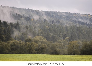 This evocative landscape features dense, forested hills enveloped in swirling mist. The layers of greenery, from tall pine trees to thick undergrowth, create a deep contrast against the soft.