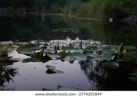 This evocative low-light photograph captures the tranquil beauty of a pond at dusk or dawn, filled with water lilies. Several elegant lily buds, some tightly closed and one just beginning to reveal its pale petals, emerge from the dark, reflective surface of the water. The flat, green lily pads float gracefully, creating a rhythmic pattern across the foreground. The background is a soft, dark blur of lakeside vegetation, enhancing the quiet, moody, and natural atmosphere. The cool tones and subtle reflections evoke a sense of peace and meditation, making this image ideal for wellness, nature-inspired designs, and atmospheric editorial content.