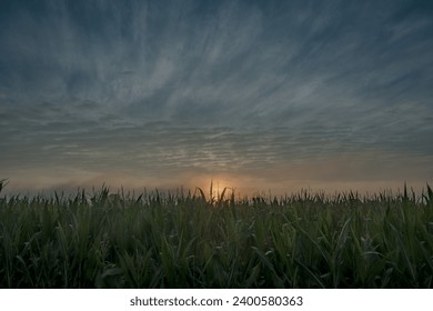 This evocative photograph captures the quiet majesty of sunset over a lush cornfield. The sun, on the cusp of the horizon, bathes the sky in a soft, diffused light, as it peeks through the tips of the - Powered by Shutterstock