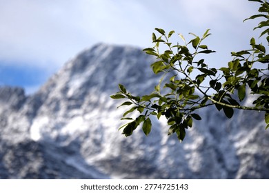 This evocative photograph features a sharp, detailed branch of a deciduous tree with lush green leaves in the immediate foreground. The branch extends from the right side of the frame, capturing the delicate textures and veins of the foliage. In stark contrast, the background presents a monumental, snow-covered mountain peak, softly blurred with a shallow depth of field. The rugged, rocky textures of the mountain and the pristine white snow create a powerful sense of scale and natural grandeur. The scene is illuminated by bright, natural daylight under a clear blue sky, emphasizing the fresh, crisp atmosphere of a high-altitude environment. This composition beautifully juxtaposes the intimate, living detail of the leaves with the timeless, frozen majesty of the alpine wilderness. It symbolizes themes of life, growth, seasonal transitions, and environmental purity, making it perfect for travel, conservation, and outdoor lifestyle content.