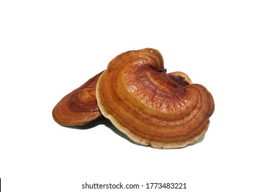 This fake reishi mushroom is a mushroom made from coconut mud on white background. (With Clipping Path).