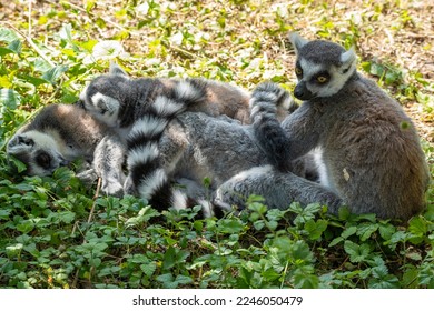 This family of ring-tailed lemurs huddles together in a park in Alphen aan den Rijn, the Netherlands - Powered by Shutterstock