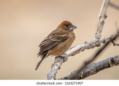 This female Blue Grosbeak perched nicely on an exposed branch as nesting season commences and the males are off claiming territories.