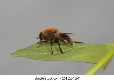 This female hoverfly is a good mimic of a bumble bee (Narcissus bulb fly, Merodon equestris)