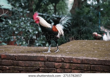 This fighting chicken breed has been developed to resemble the physique of Burmese gamefowl.