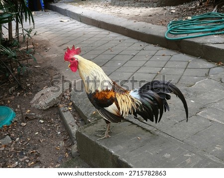 This fighting chicken breed has been developed to resemble the physique of Burmese gamefowl.