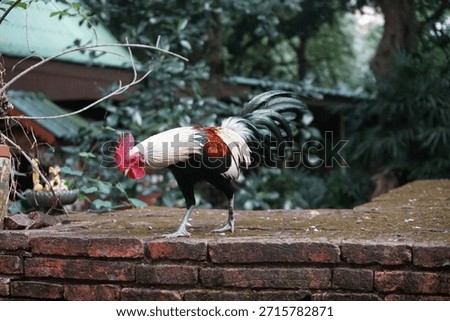 This fighting chicken breed has been developed to resemble the physique of Burmese gamefowl.