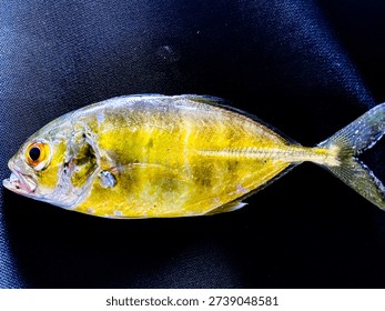 This fish is delicious but a litte sharp.
