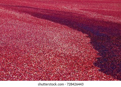 This Is A Flooded Cranberry Bog.  Harvest Season Is From Late September Until Early November And New Jersey Is The Third Largest Producer Of Cranberries In The United States. 