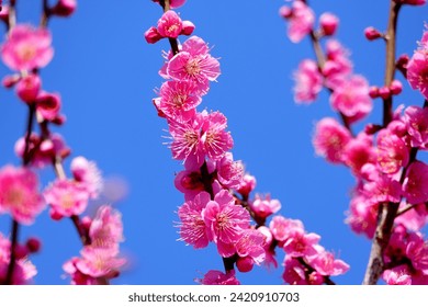 This flower is called plum.