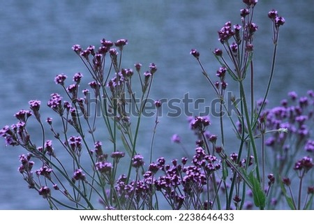 Similar – Hallig Gröde | Beach lilacs in the evening light