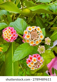 This flower features small clusters of delicate blossoms with soft pink petals and bright yellow-orange centers. The flowers grow in rounded bouquets, creating a colorful and eye-catching display against lush green leaves. Its vibrant colors and intricate floral arrangement give the plant a cheerful and tropical appearance, making it a beautiful addition to any garden