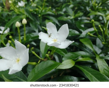 esta flor se ha