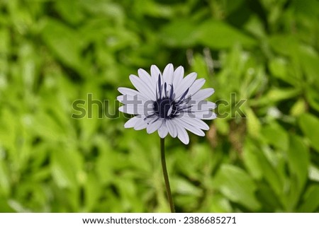 This flower is iconic, with its simple yet charming appearance. The classic daisy is often found in lawns, meadows, and gardens, and it's a favorite for its cheerful and simplistic beauty