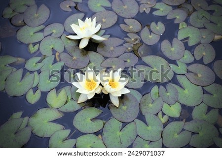 This flower is lotus. Lotus is noble and virtuous in Buddhism.