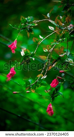 this flower name is Hibiscus-sinensis (chembarathi) flower this flower using for making hair oil 