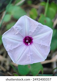 Esta flor es pentagonal, tiene lineas de estrellas bastante hermosas