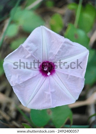 This flower is pentagonal, has quite beautiful star lines