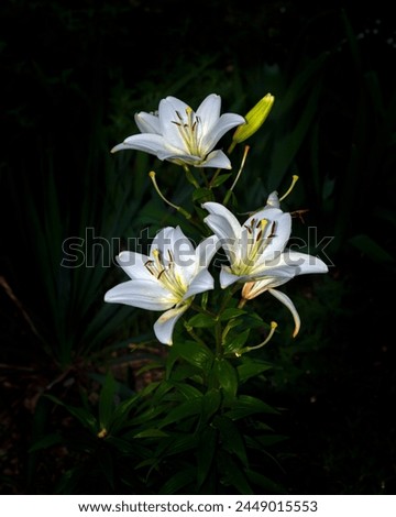 This flower personifies purity, grace, beauty, luxury. White lilies are given to young girls as a sign of tender affection and love.