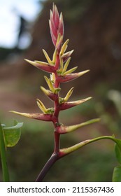 This Flower Will Bloom In About One More Week Growing Around The Tea Plantations In The Afternoon. Ciwidey, Indonesia January 29, 2021