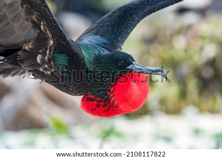 This flying Great Frigatebird is a large seabird in the frigatebird family. This male is primarily black with its large, inflatable throat pouch, but it has hints of iridescent green and blue as well.