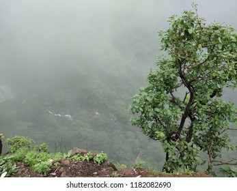 This is a forest