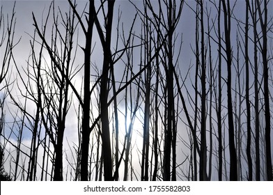 This Forest Of Eucalyptus Trees, Burnt In The February 2009 Australian Bush Fires, Now Remains As A Ghost Forest, Most Of The Trees Dry And Without Regrowth