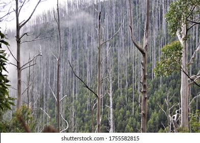 This Forest Of Eucalyptus Trees, Burnt In The February 2009 Australian Bush Fires, Now Remains As A Ghost Forest, Most Of The Trees Dry And Without Regrowth