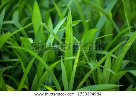 This is a fragrant pandan leaf, this leaf is often used as a food enhancer because of its distinctive aroma, this leaf is also useful for health containing glycoside tannins and alkaloids.