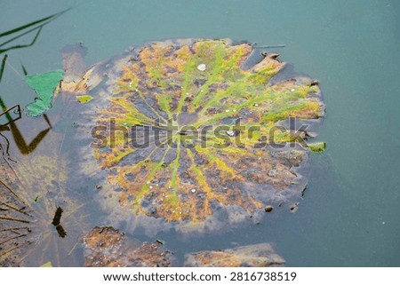 This fresh circular lotus leaf features neat radial veins, rests quietly on tranquil pond water and is dotted with translucent crystal water beads.