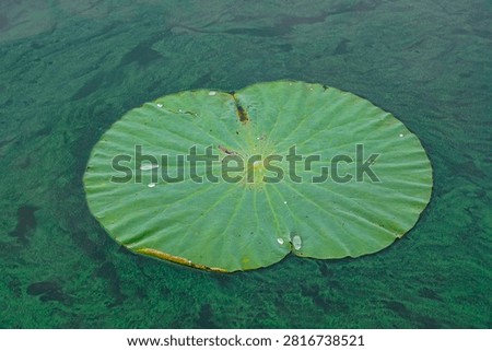 This fresh circular lotus leaf features neat radial veins, rests quietly on tranquil pond water and is dotted with translucent crystal water beads.
