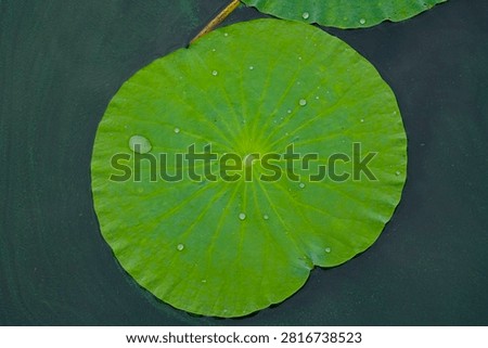This fresh circular lotus leaf features neat radial veins, rests quietly on tranquil pond water and is dotted with translucent crystal water beads.