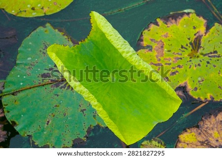 This fresh circular lotus leaf features neat radial veins, rests quietly on tranquil pond water and is dotted with translucent crystal water beads.