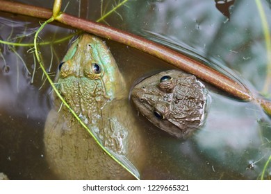 Feeding On a Frog Images, Stock Photos & Vectors | Shutterstock