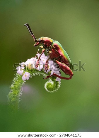 This is the frog-legged leaf beetle (Sagra femorata) or dogbane beetle (Chrysochus auratus).