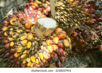 This fruit is called oil palm, red in color, a combination of black and brown.  commonly used as an ingredient in vegetable oil and the leaves and stems can be used as cooking fuel - Shutterstock ID 2258037941
