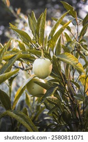 this is a fruit tree
