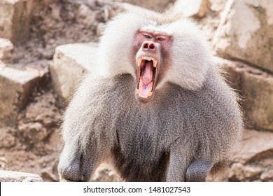 This funny baboon is yawning in a rocky environment