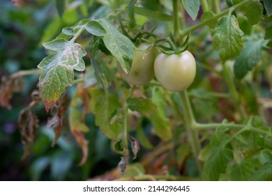 This Is Fusarium Wilt Tomato Pictures